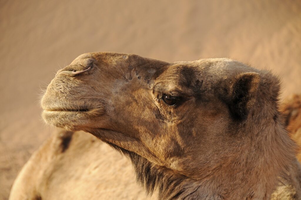 2 Day Desert Tour Marrakech